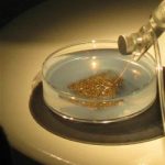 gold being sifted in water