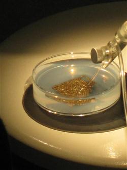 gold being sifted in water