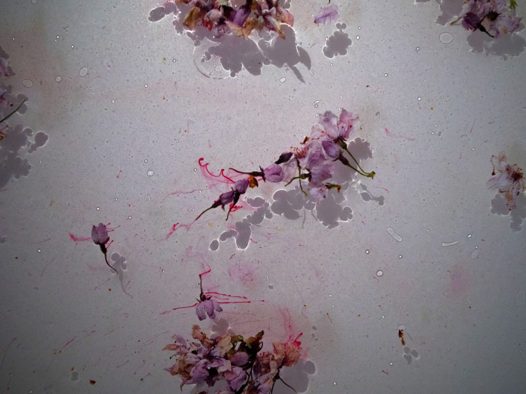 Flowers placed on water and watching the colours run from the petals