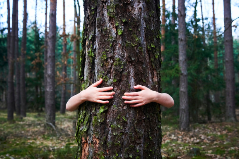 Tree hugger