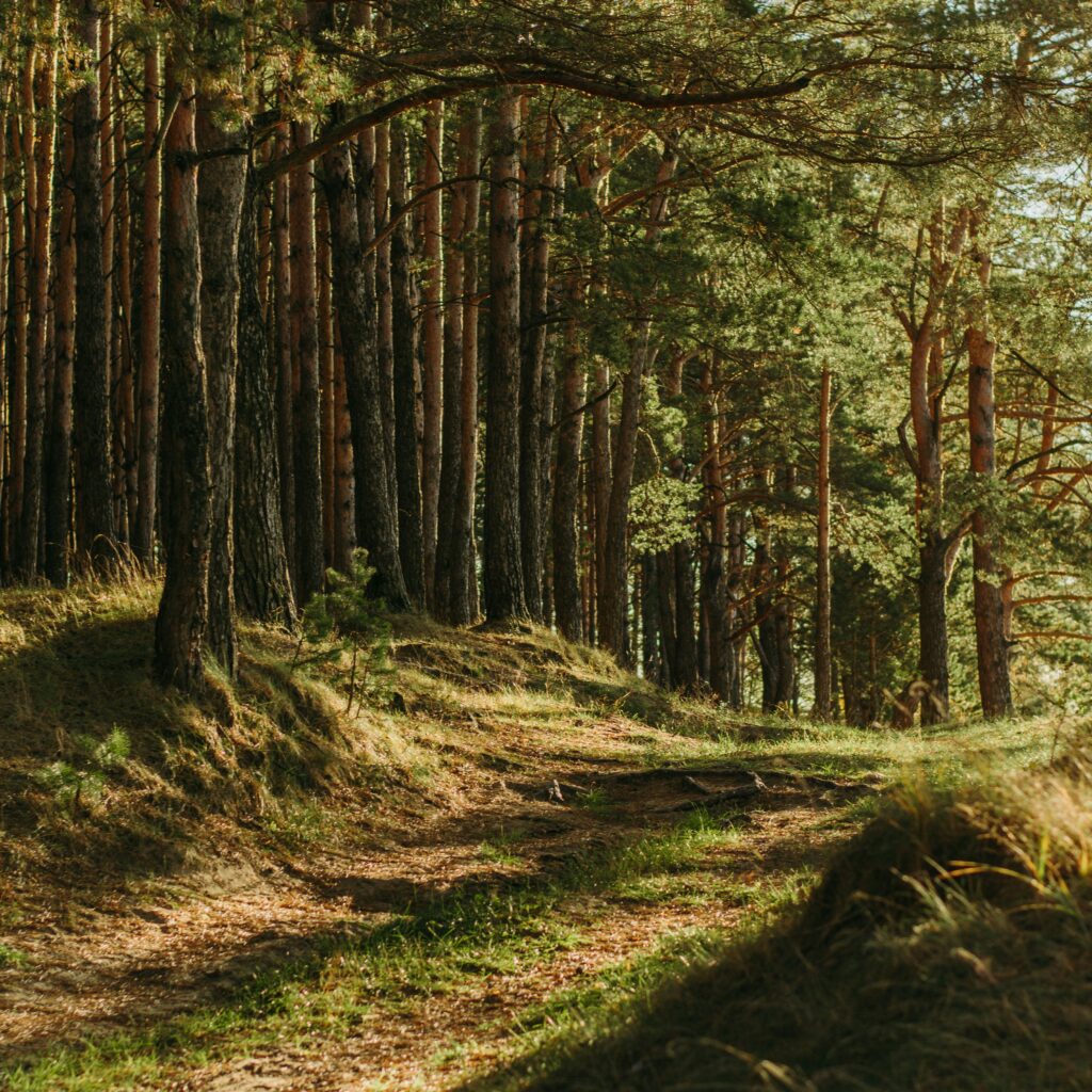 Sunlit pine forest with a dirt path winding through tall trees and grassy undergrowth on the sides.]